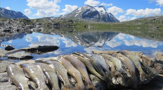Firmatur i Norge med Balslev, Firmatur til Skjåk
